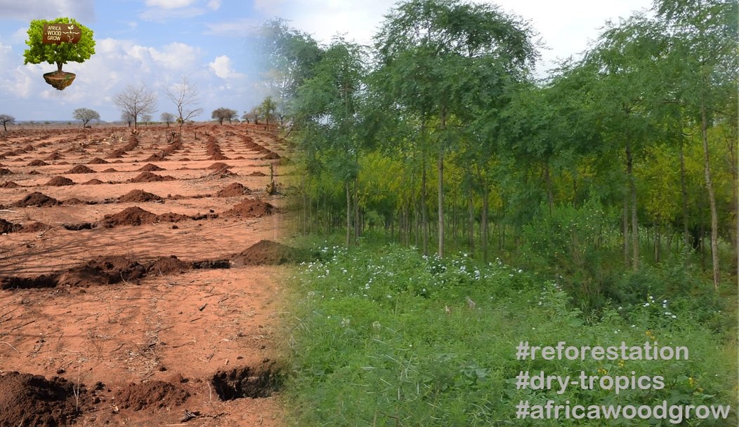 Today is #IntlForestsDay please join us in regreening the #drytropics this can be done by sharing our work amongst everyone on the W.W.W. 
#Knowingiscaring