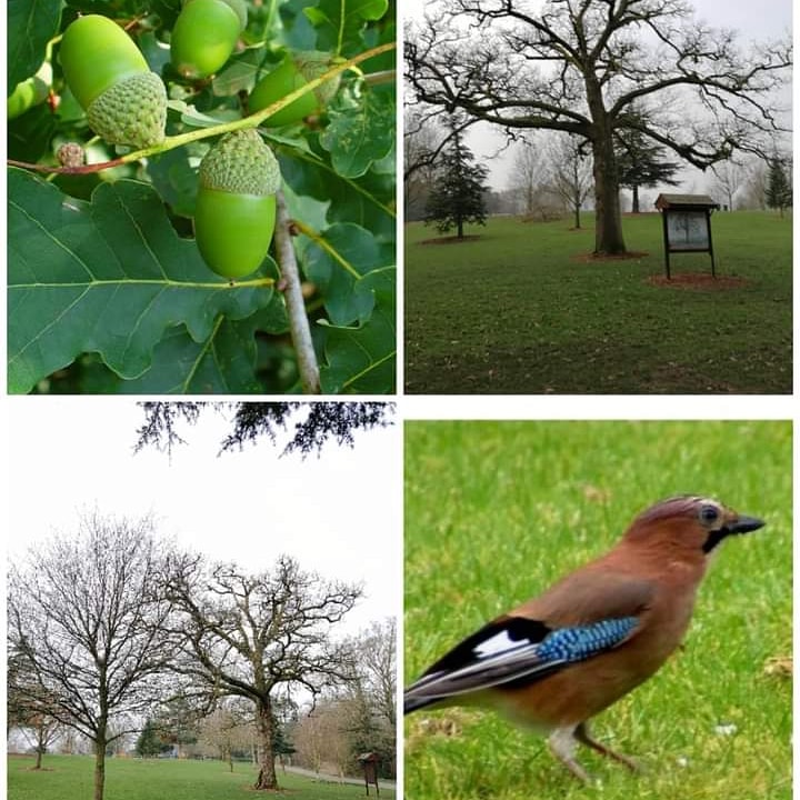 kkcastleOPW's tweet photo. Today in Celebration of the start of #NationalTreeWeek, we are shining a light on the 2 Oak tree varieties native to Ireland.
https://t.co/6n4jbwh4d4
#treeweek2021  #treecouncilofireland #opwbiodiversity #heritageireland #kilkennyawaits https://t.co/bB9ux8gOtU