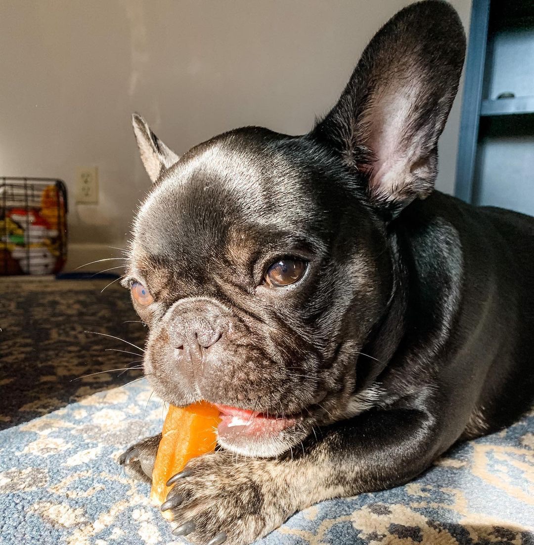 YetiDogChew's tweet photo. A little bit of sun + #yetidogchew = Cheese heaven 🧀🤩 

📸: @mr_ferguson_the_frenchie https://t.co/oNG7K2sROp