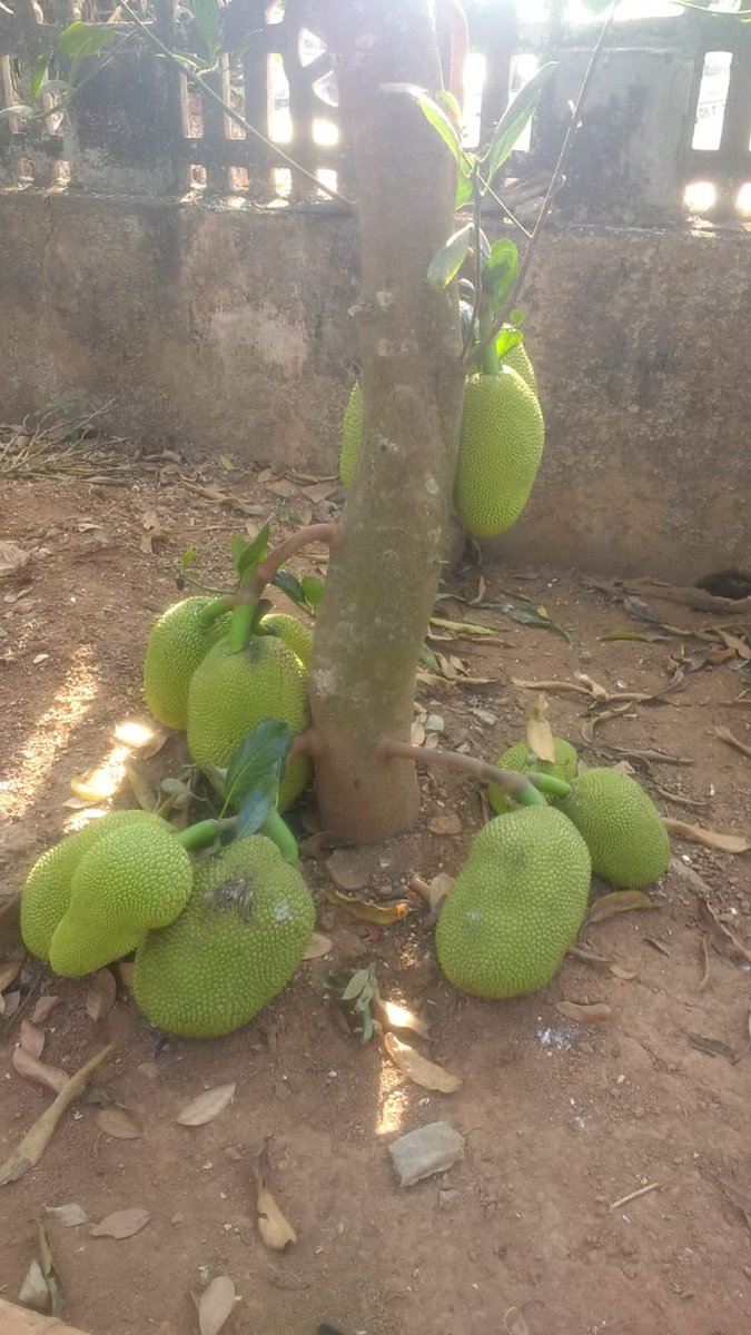 trincilla2's tweet photo. @ashex16 #PAL #PlantALegacy @LicypriyaK . https://t.co/7IoNzqvoED