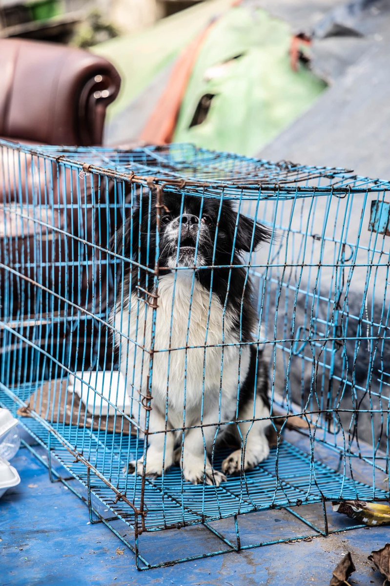 WutyeeN's tweet photo. @nslwin When railway staffs are forced to leave state housing, they take their pets together.Heartwarming!
We may be poor in terms of money but rich in affection.
@AnimalsWorId
@AnimalPlanet
#WhatsHappeningInMyanmar #Mar21Coup https://t.co/iJeIx2usUZ