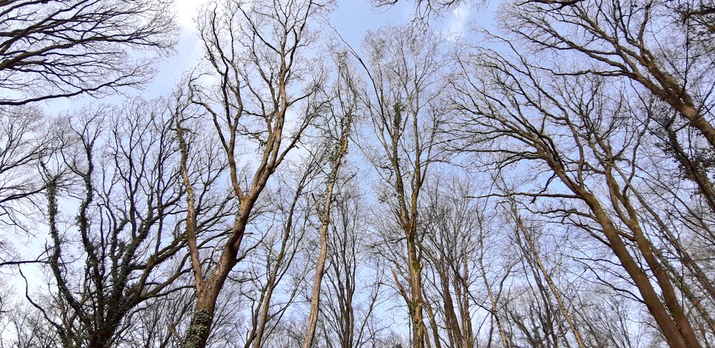 MichelMagniez's tweet photo. C'est la #JourneeInternationaleDesForets !
Autour de #SaintQuentin, nous avons la chance d'avoir les forêts d'#Holnon, #Andigny, #SaintGobain,...
Clin d'oeil à la députée du #Nord @ALCattelot pour son engagement sur ce thème.
#Aisne #InternationalDayofForests https://t.co/IrQaGP3GcT