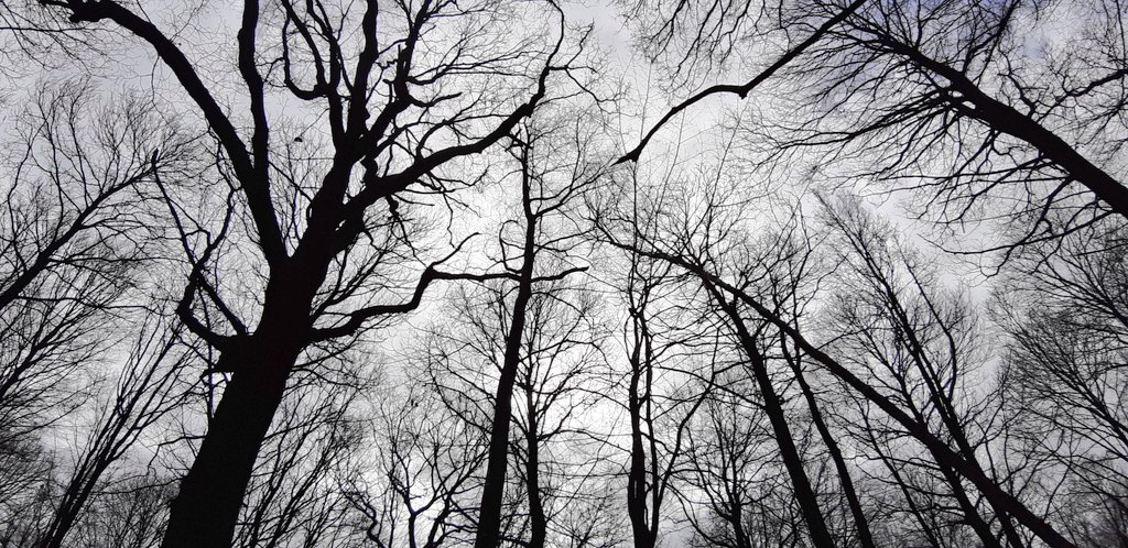 MichelMagniez's tweet photo. C'est la #JourneeInternationaleDesForets !
Autour de #SaintQuentin, nous avons la chance d'avoir les forêts d'#Holnon, #Andigny, #SaintGobain,...
Clin d'oeil à la députée du #Nord @ALCattelot pour son engagement sur ce thème.
#Aisne #InternationalDayofForests https://t.co/IrQaGP3GcT