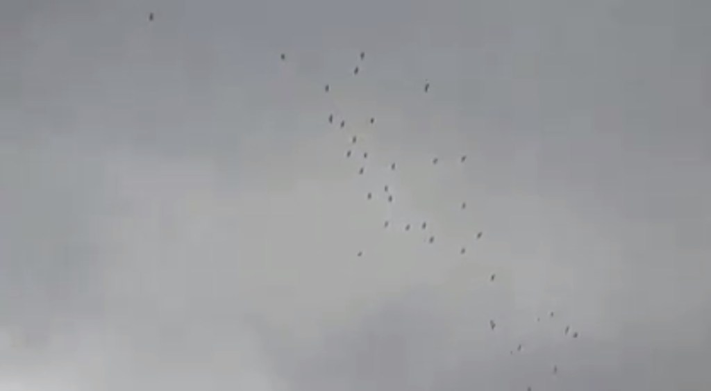 بالفيديو: الإجرام بحق طيور اللقلق
✏ <a href="/rogersaadd/">R.S animal welfare</a> 
lebdomain.com/?p=1052