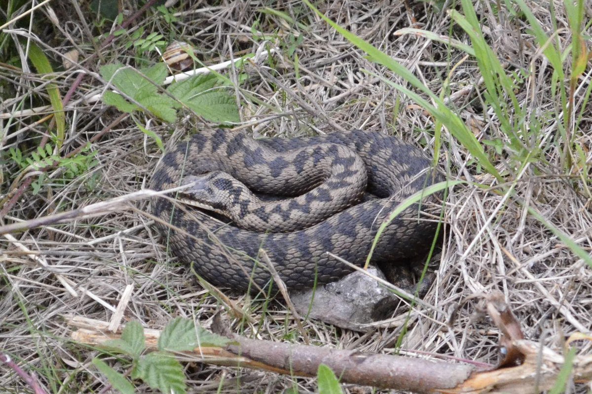 Female Adder (vipera berus) basking in the sun
#adder #viper #snakesofbritain #snakesoftheuk #herping #herpology #photography #wildlifeuk #wildlifephotography #venomoussnakes #viperaberus #viperidae #natgeowild #natgeo #reptile #bbcwildlife #britishwildlife #ukwildlife #cornwall