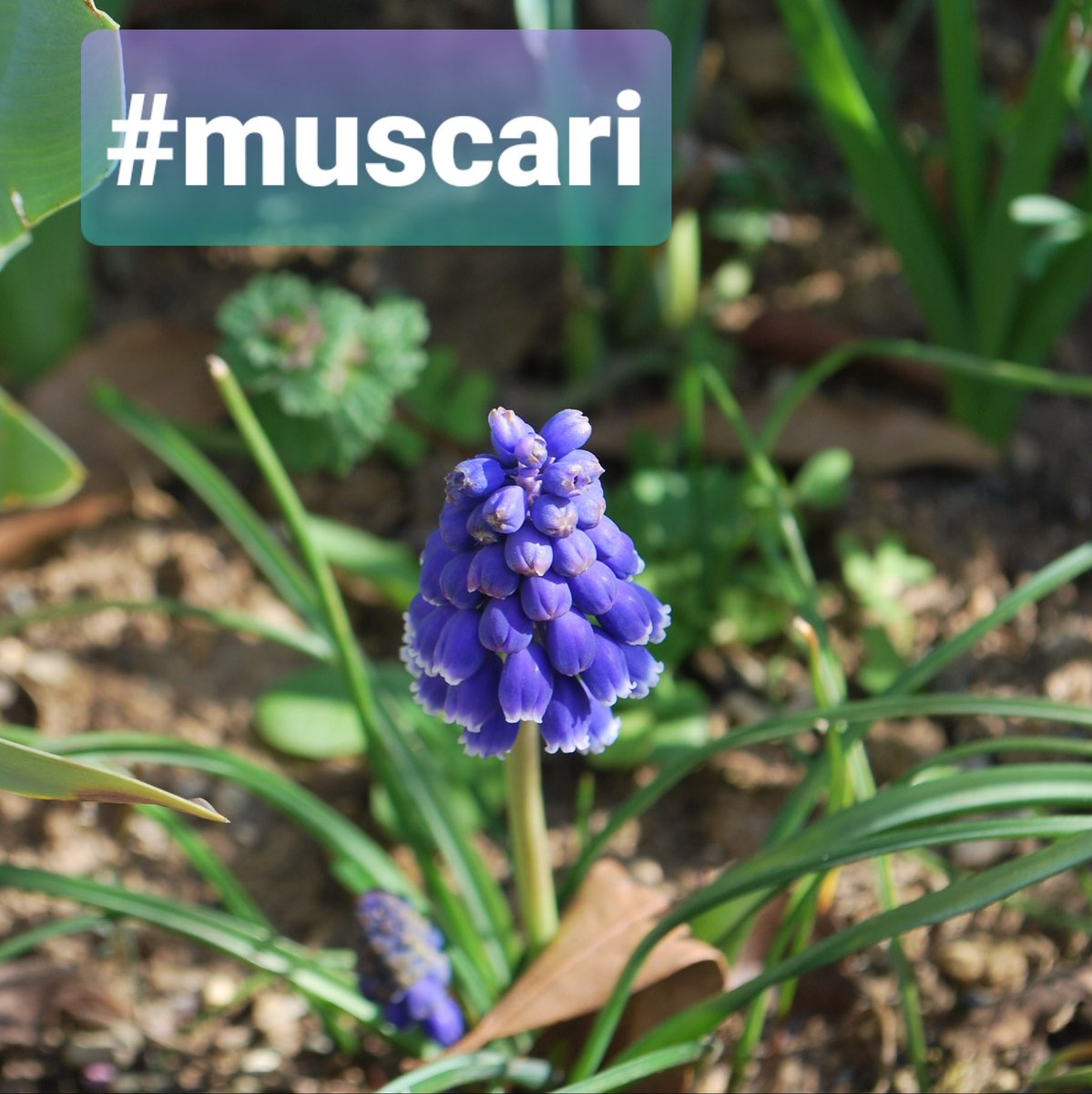 gardendesign_it's tweet photo. #muscari. Ne parlo su https://t.co/um51QbFFhc   #equinozio #equinoziodiprimavera https://t.co/GVA3c868K0