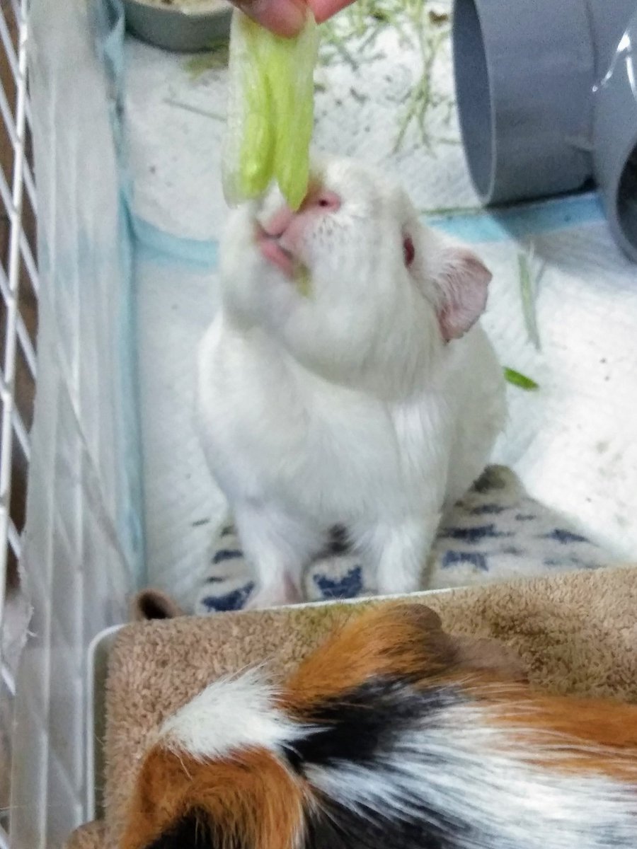 るんるん 色んなかわいいお口ちゃんが撮れたよ 可愛すぎて悶える 明日からまた忙しい日々 おまけに子供達は春休みを目前にしてる 母は頑張りますよ 明日に向けて寝なきゃな もっとモル達を眺めてたいな モルモット るんるん 色んなかわいいお口ちゃんが撮れたよ 可愛すぎて悶える 明日からまた忙しい日々 おまけに子供達は春休みを目前にしてる 母は頑張りますよ 明日に向けて寝なきゃな もっとモル達を眺めてたいな モルモット