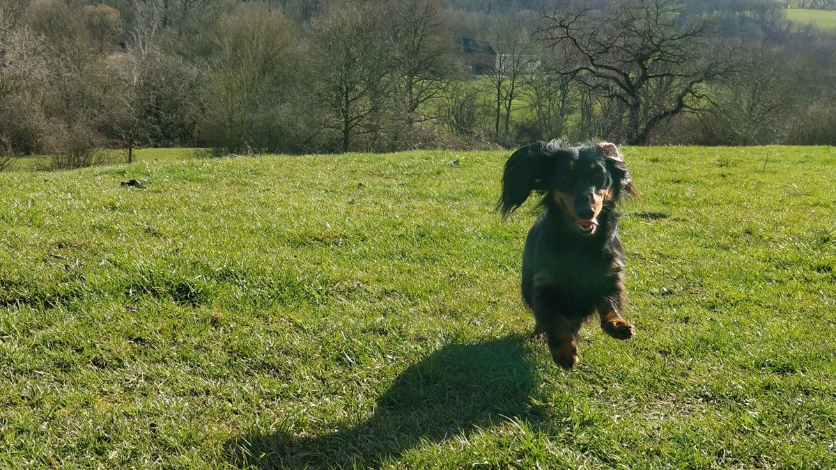 DachshundMerle's tweet photo. Playtiiiiiiiime! https://t.co/gPBRzYXz4Q
