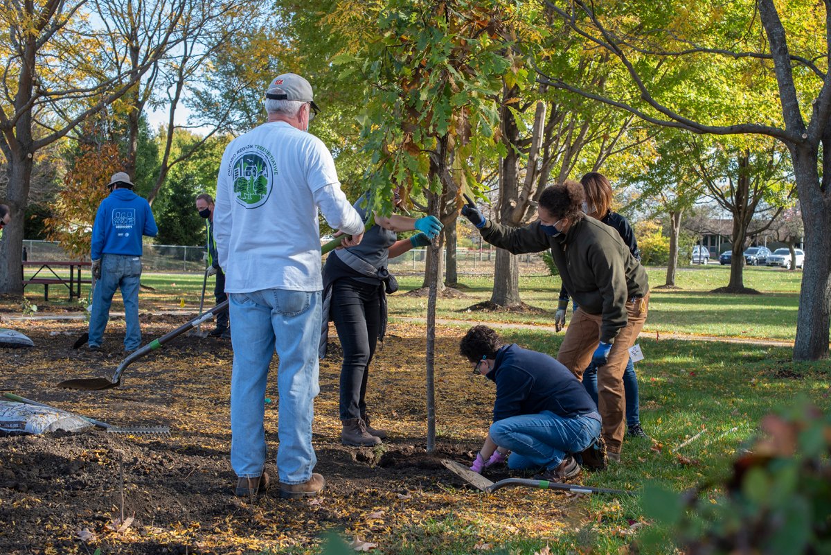 On this U.N. International Day of Forests, find out how the Arboretum and its partners in the @ChicagoRTI are leading expansion of the regional urban forest and increasing the diversity of trees in our communities. bit.ly/3tEgKPs #intlforestday
