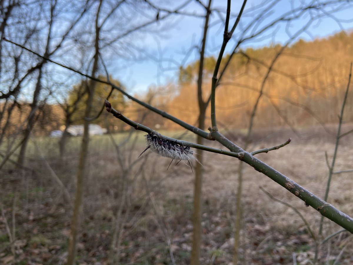 WeAreBCWA's tweet photo. Today is International Day of Forests and World Wood Day.  Take a walk in a woods near you. (And bring a litter bag) https://t.co/dmLrMPzhrY