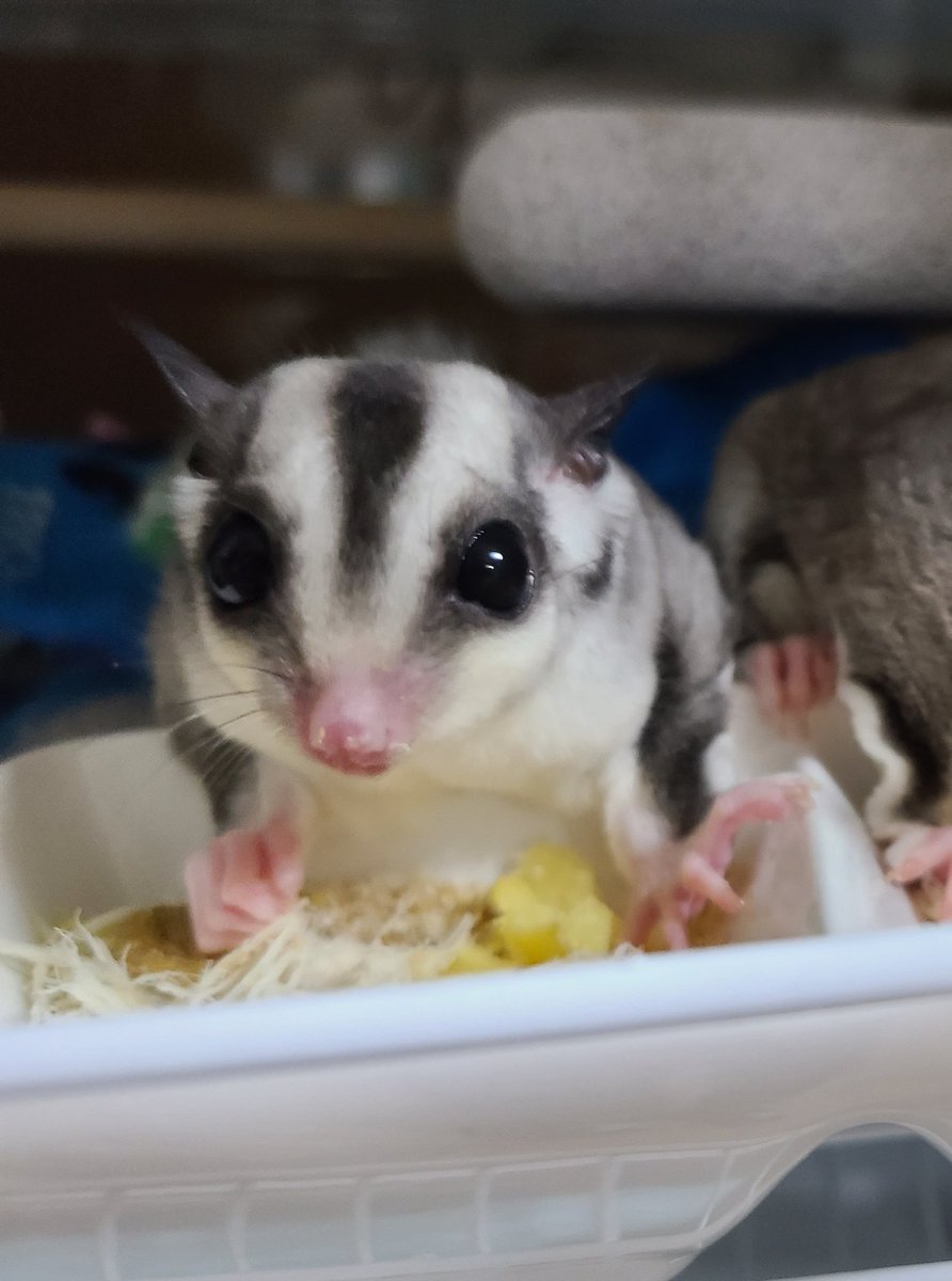 ももんが ラテ ミルク Uqwnhl2lvhhjbdd Twitter