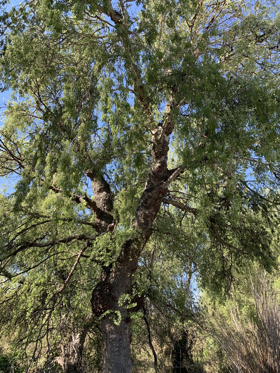 Avui #DiaInternacionaldelsBoscos. A la nostra comarca tenim uns dels boscos de ribera més ben conservats de Catalunya i diversos itineraris per descobrir-los. Cuidem-los i gaudim-los. <a href="/XCNatura/">XCN</a> <a href="/territoricat/">Territori</a> <a href="/aigua_cat/">ACA</a> <a href="/RiberadEbreViva/">Ribera d'Ebre VIVA</a> <a href="/ccriberaebre/">Consell Comarcal de la Ribera d’Ebre</a>