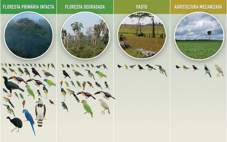 joice1ferreira2's tweet photo. @joaofellet @xicograziano O que mostram as nossas pesquisas da Rede Amazônia Sustentável @RAS_network
Todos os artigos científicos estão disponíveis em https://t.co/9RwDwx42Ft https://t.co/oJgCV8bG4P