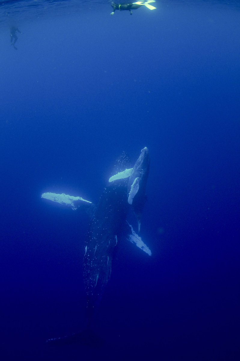 MatobaIsland's tweet photo. Swim with Whales in Okinawa.

伊平屋島〜那覇でダイビングとホエールスイムの日々でした。
南アフリカとはうって変わって、全く泳いではいけない那覇のホエールスイム。
帰港直前の夕方に、全然泳がない親子クジラを全然泳がずに観察することができました。 https://t.co/zVCW1U0uxM
