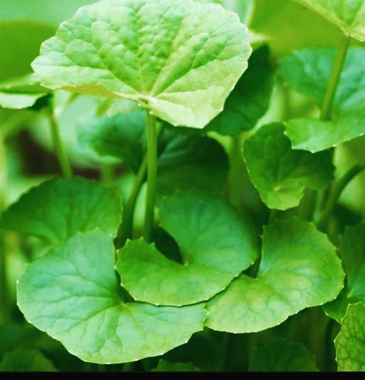 SHealthskin's tweet photo. Tumbuhan apa ni? 🤔🤔🤔
Ini la CENTELLA ASIATICA

Juga dikenali sebagai Gotu Kola,Brahmi, Indian Pennywort dan Asiatic Pennywort

Centella ni memang terkenal sebagai herba untuk ubatan diri

Dalam Centella ni ada apa?🤔🤔🤔

Centella kaya dengan amino acids, beta carotene, https://t.co/B84d2XvwaV