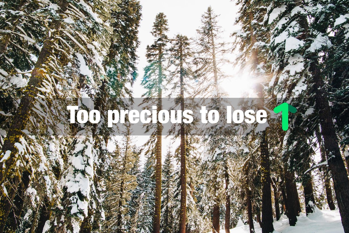 1t_org's tweet photo. Boreal forests make up nearly 30% of the world's #forests.

In Canada alone, more than 600 indigenous communities call boreal forests home. 

#InternationalDayOfForests #IntlForestDay https://t.co/ufaHL0Pfqf