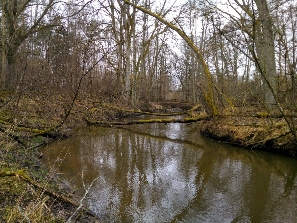 Parseta's tweet photo. Dolna Perznica. Woda trącona, poziom umiarkowany. Dobre warunki do łowienia. #zachodniopomorskie #wędkarstwo #spinning #mucha #pstrąg #troć #łosoś #salmotrutta #kropki #potoki #nature #wiosna https://t.co/AjVvWG6NEx