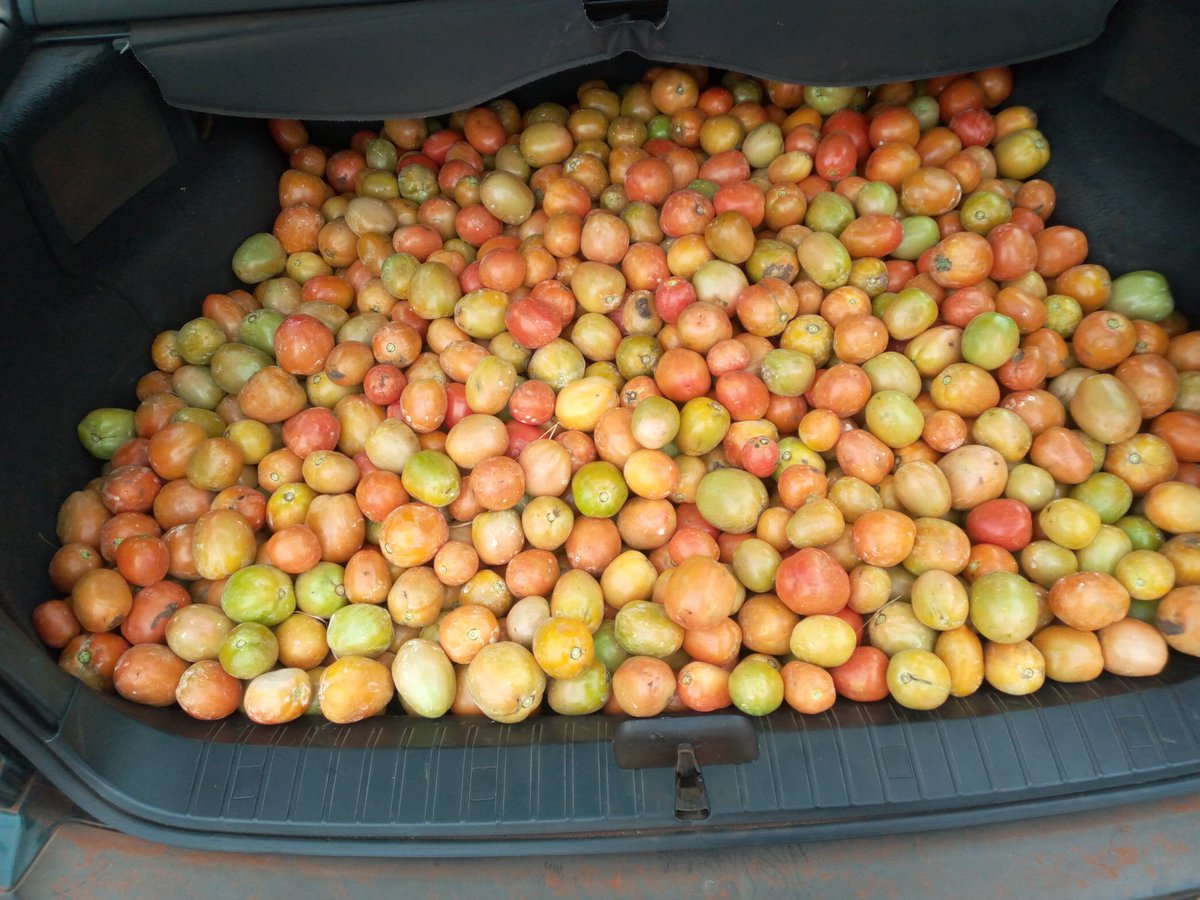 ChisanoJoaquim's tweet photo. Apart from rugby am a Tomatoes farmer planted this small kids December n its harvest time😀😀 https://t.co/Y2V0C98sDT