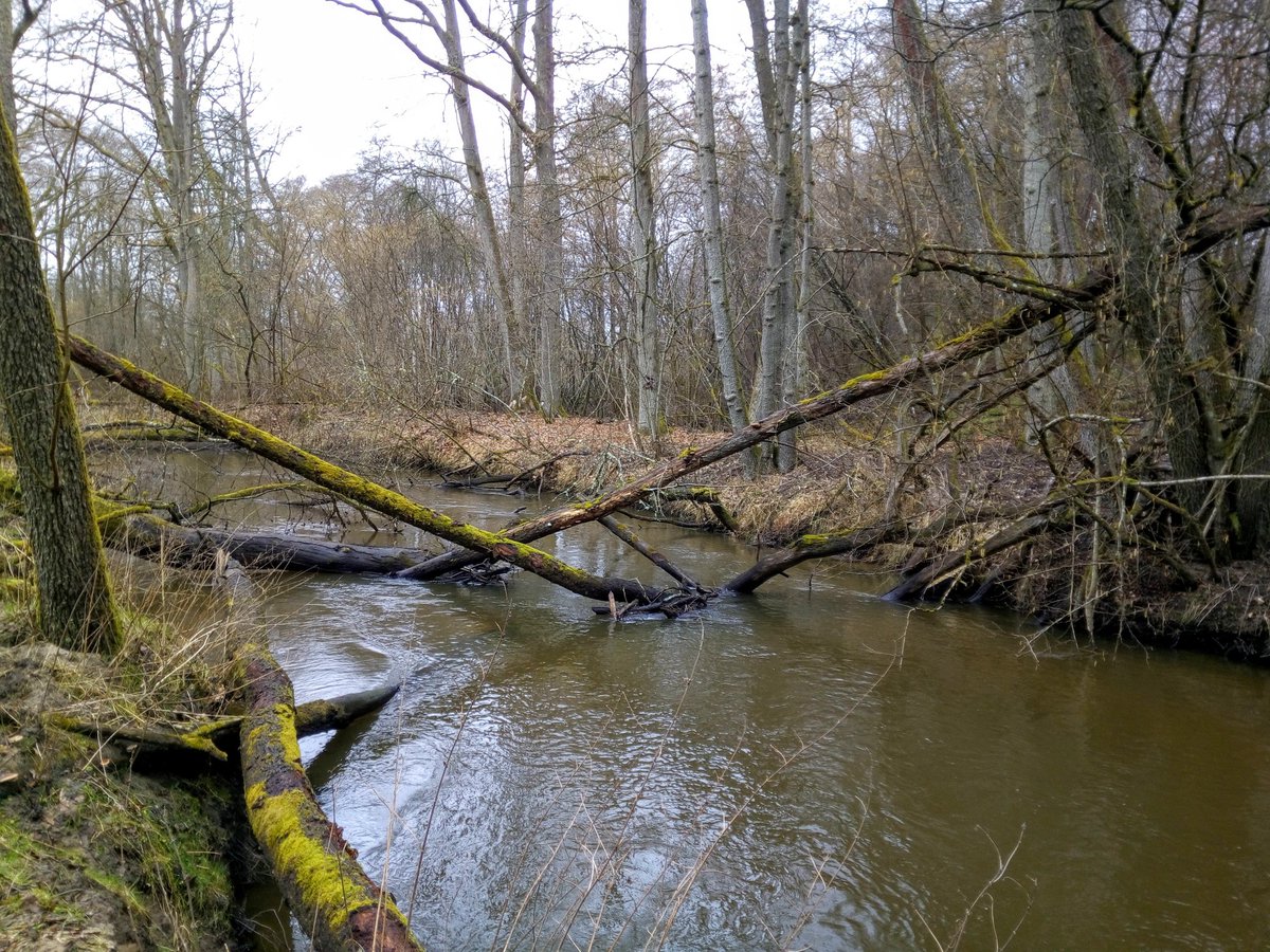 Parseta's tweet photo. Dolna Perznica. Woda trącona, poziom umiarkowany. Dobre warunki do łowienia. #zachodniopomorskie #wędkarstwo #spinning #mucha #pstrąg #troć #łosoś #salmotrutta #kropki #potoki #nature #wiosna https://t.co/AjVvWG6NEx