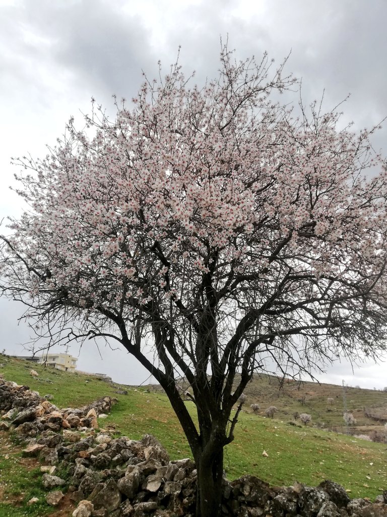 Çağla zamanı daha güzel olacak 😌