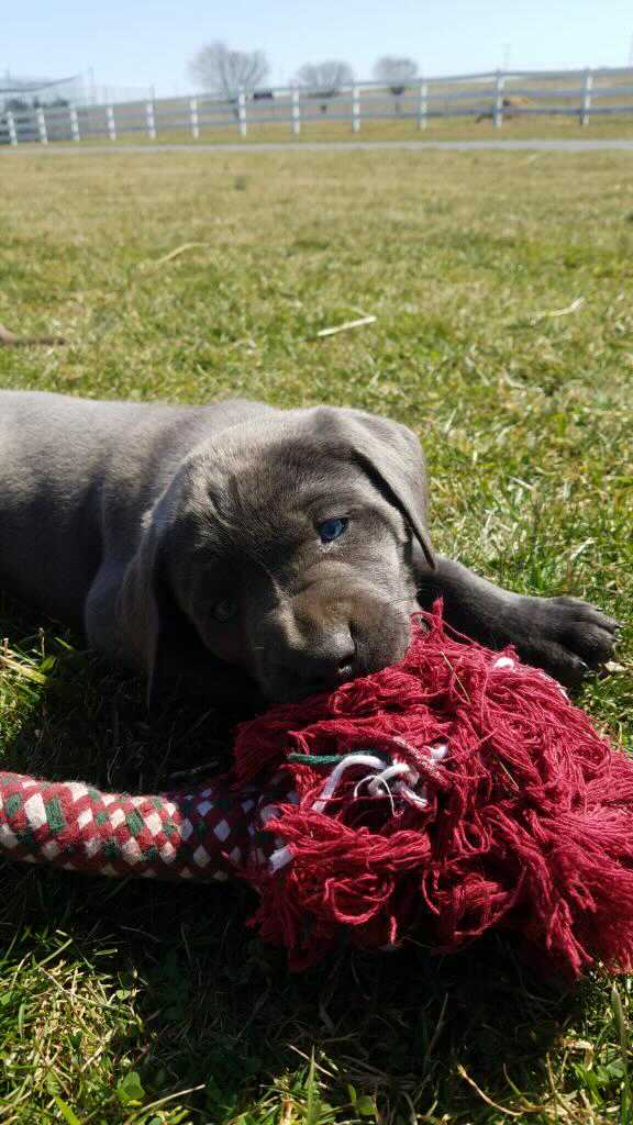 Daily dose of pandemic puppy. Hello shadow!