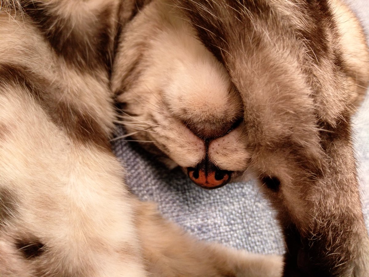 おやすみなせえまし せきのイラスト