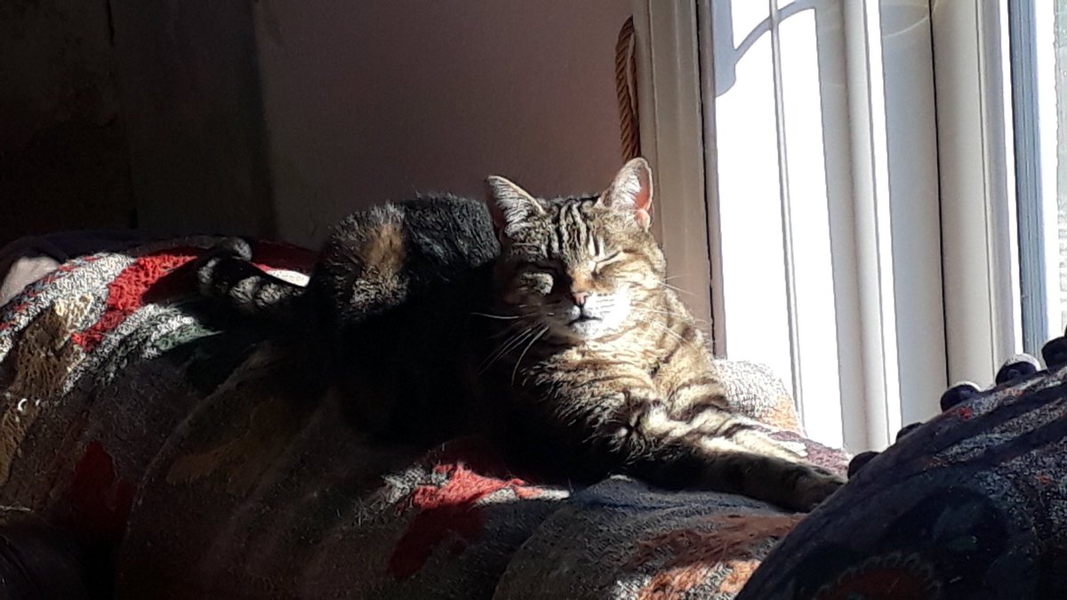 cushionpen8's tweet photo. @CatsMissing Still missing my tabby love her to pieces feeling broken without her please retweet to get her found 26 maderia avenue Worthing Sussex Bn11 2au https://t.co/G2NKnsc6Ou