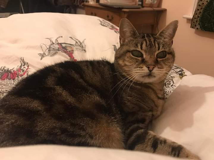 cushionpen8's tweet photo. @CatsMissing Still missing my tabby love her to pieces feeling broken without her please retweet to get her found 26 maderia avenue Worthing Sussex Bn11 2au https://t.co/G2NKnsc6Ou