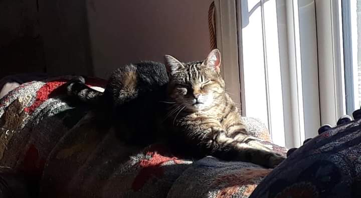 cushionpen8's tweet photo. @CatsMissing Still missing my tabby love her to pieces feeling broken without her please retweet to get her found 26 maderia avenue Worthing Sussex Bn11 2au https://t.co/G2NKnsc6Ou