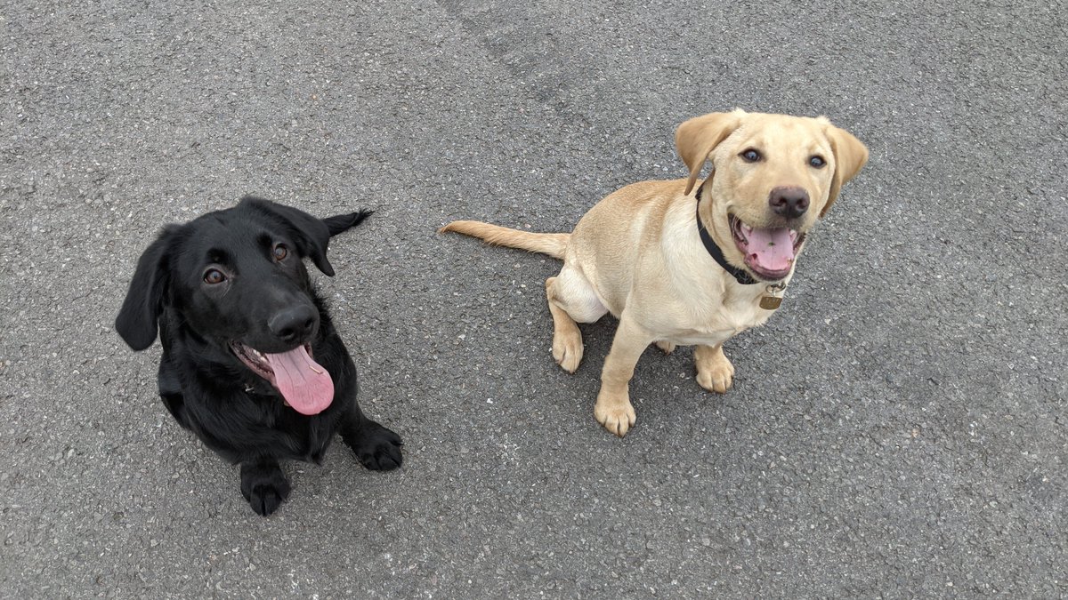 HigherEdRob's tweet photo. If ever there was a picture that demonstrated the joy of volunteering for @guidedogs. Two very happy puppies after some distraction training and a play. 🦮

Volunteer info: https://t.co/nTYM5WN1r8

Donate: https://t.co/YP2UH690HE 

@GuideDogsSW #GuideDogs https://t.co/2lF3eBQsEJ