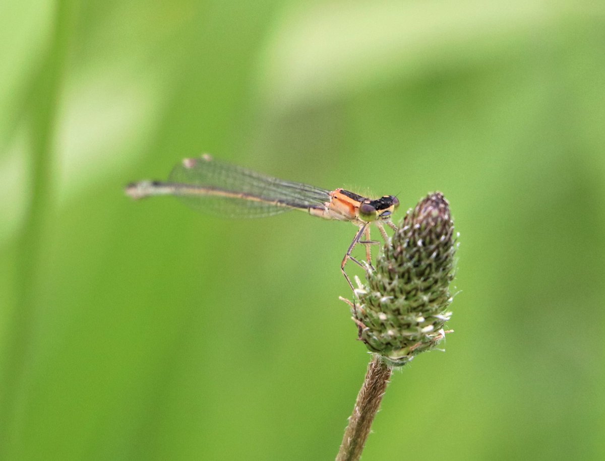 attjemeekma's tweet image. #libellente @KatsmanJan 

Vandaag het #lantaarntje, één van de blauwe juffersoorten in NL. Het borststuk van het vrouwtje kan ook vele andere kleuren hebben, zoals je ziet op de onderste foto’s.
In Fryslân: #blausturtsje 

#insectenopdeboerderij 🐄 #mijnweileeft #gangbarelandbouw