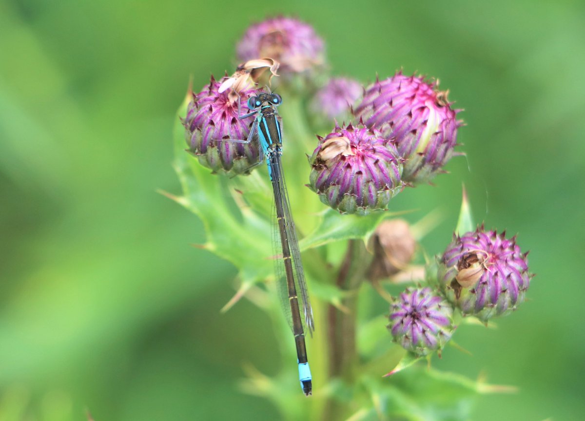 attjemeekma's tweet image. #libellente @KatsmanJan 

Vandaag het #lantaarntje, één van de blauwe juffersoorten in NL. Het borststuk van het vrouwtje kan ook vele andere kleuren hebben, zoals je ziet op de onderste foto’s.
In Fryslân: #blausturtsje 

#insectenopdeboerderij 🐄 #mijnweileeft #gangbarelandbouw