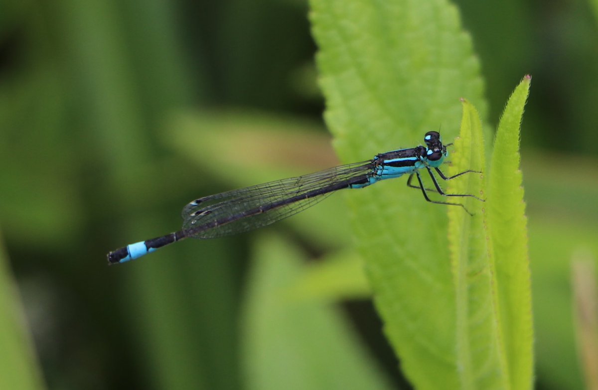 attjemeekma's tweet image. #libellente @KatsmanJan 

Vandaag het #lantaarntje, één van de blauwe juffersoorten in NL. Het borststuk van het vrouwtje kan ook vele andere kleuren hebben, zoals je ziet op de onderste foto’s.
In Fryslân: #blausturtsje 

#insectenopdeboerderij 🐄 #mijnweileeft #gangbarelandbouw