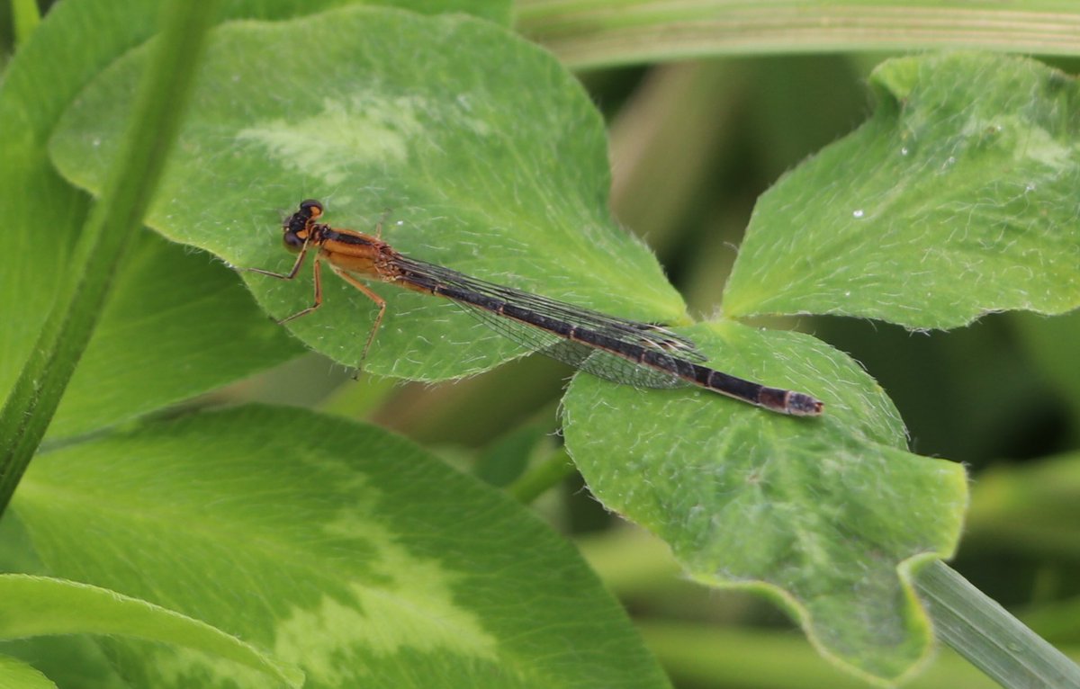 attjemeekma's tweet image. #libellente @KatsmanJan 

Vandaag het #lantaarntje, één van de blauwe juffersoorten in NL. Het borststuk van het vrouwtje kan ook vele andere kleuren hebben, zoals je ziet op de onderste foto’s.
In Fryslân: #blausturtsje 

#insectenopdeboerderij 🐄 #mijnweileeft #gangbarelandbouw