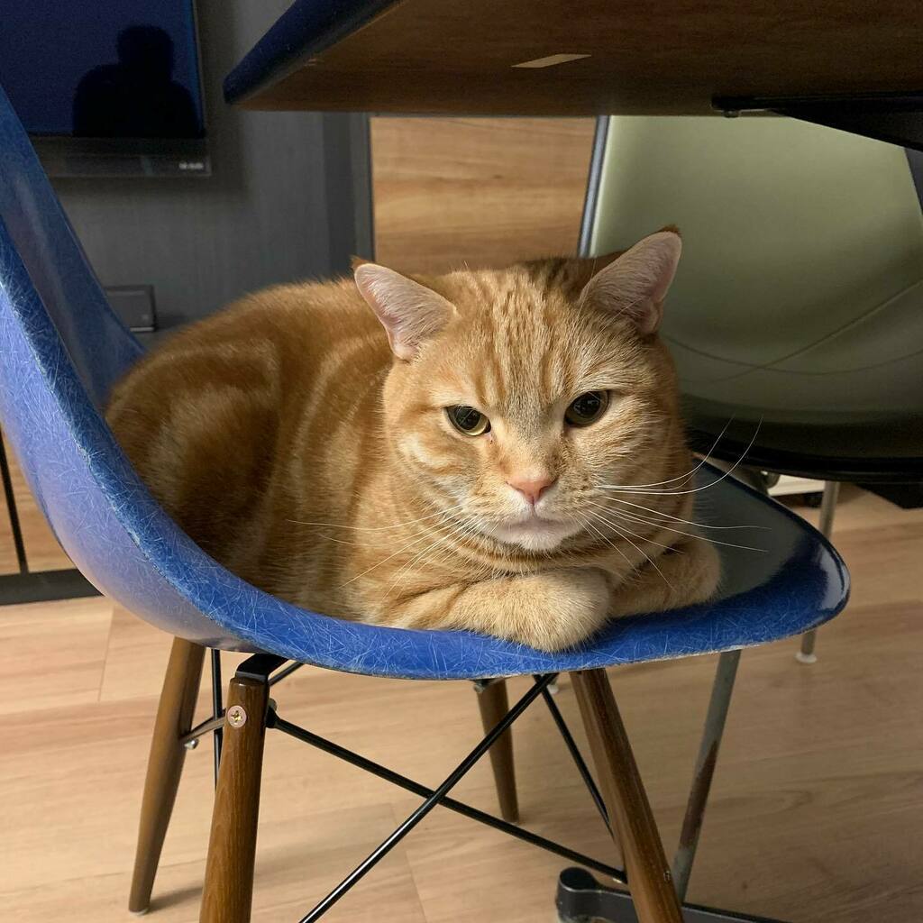 Hirotaka Ogawa Redtubby Americanshorthair Cat レッドタビー アメリカンショートヘア 猫 いいね待ち猫 T Co Ishy9egu6h T Co G8aqww1prv Twitter Hirotaka Ogawa Redtubby Americanshorthair Cat レッドタビー アメリカンショートヘア 猫 いいね待ち猫 T Co Ishy9egu6h T Co G8aqww1prv Twitter