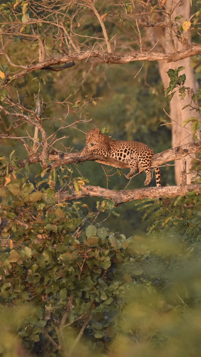vrundavs's tweet photo. If you go to a desert, you will hear this mysterious voice: Be wise, protect your forests!
#Mehmetmuratildan
#InternationalDayofForests #protectwildlife #Wildernessworld
#saveourforests
#forestsofkarnataka https://t.co/UPXb4Gv7Ka