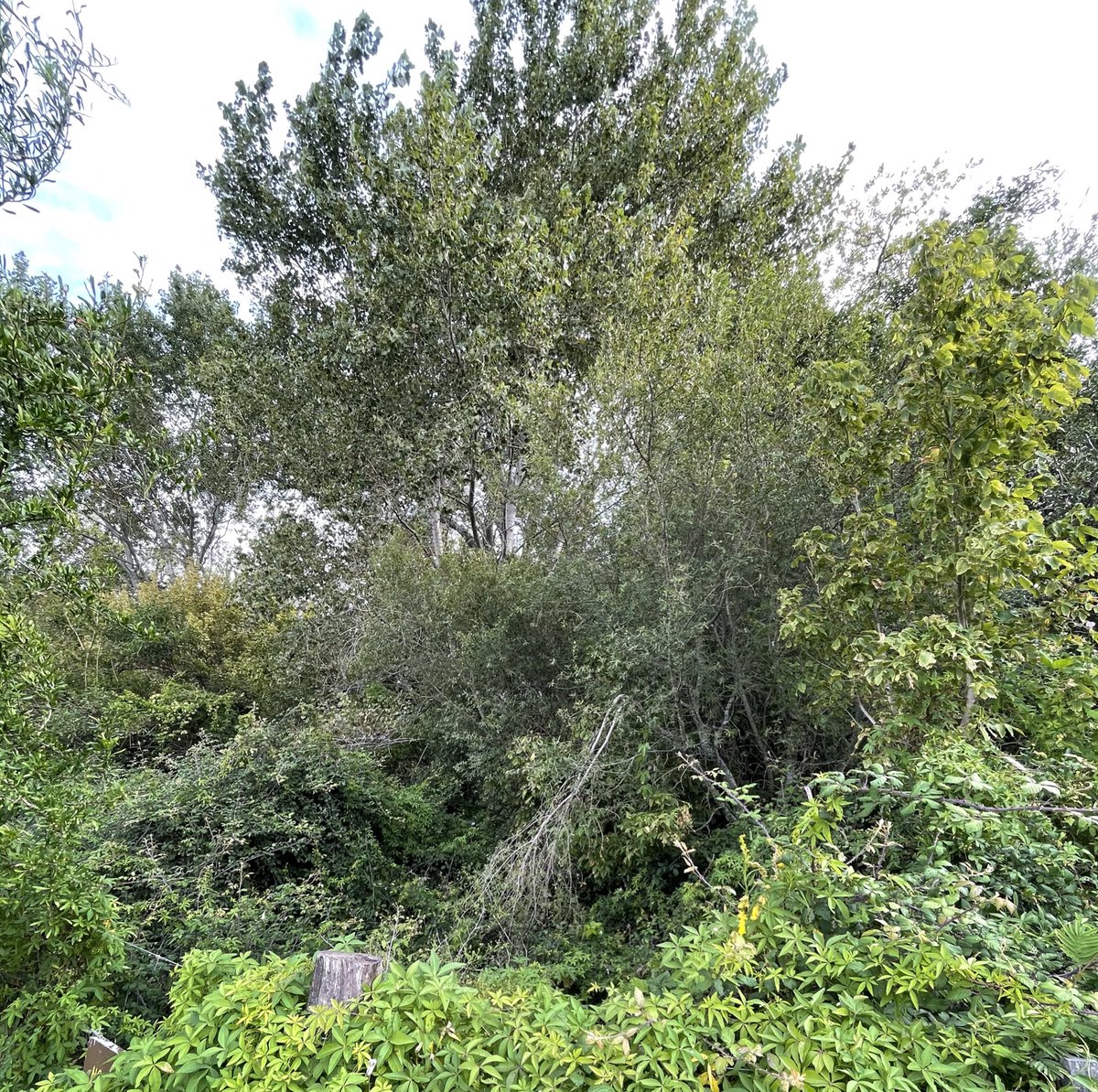pesotolp's tweet photo. DÍA INTERNACIONAL DE LOS BOSQUES 🌳🌳🌲🌲
Defendamos la #LeyDeBosques y vayamos a #DeforestaciónCero a través de un pacto federal para conservar este ecosistema que purifica el aire, protege el suelo, regula el ciclo del agua y alberga una amplia diversidad biológica. https://t.co/pE7XfJj4jF