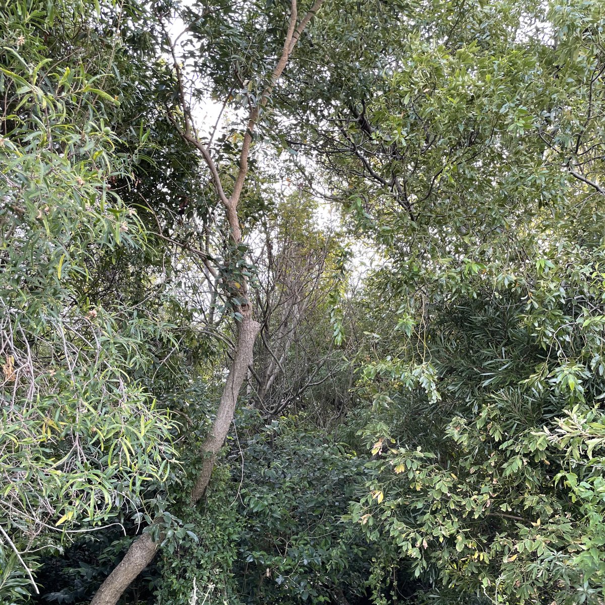 pesotolp's tweet photo. DÍA INTERNACIONAL DE LOS BOSQUES 🌳🌳🌲🌲
Defendamos la #LeyDeBosques y vayamos a #DeforestaciónCero a través de un pacto federal para conservar este ecosistema que purifica el aire, protege el suelo, regula el ciclo del agua y alberga una amplia diversidad biológica. https://t.co/pE7XfJj4jF