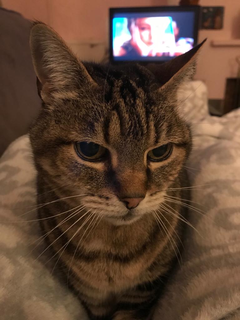 cushionpen8's tweet photo. @WADARS1 Still missing my gorgeous tabither beautiful tabby cat disappeared from 26 maderia avenue Worthing Sussex Bn11 2au please retweet so I can get her found https://t.co/I5am8FgwYm