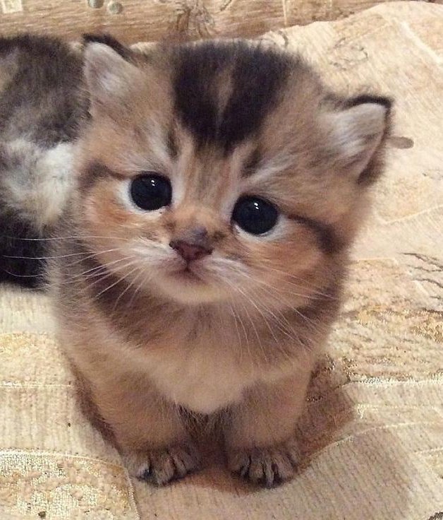 NYCATBOY's tweet photo. https://t.co/9wbuMhdhsW