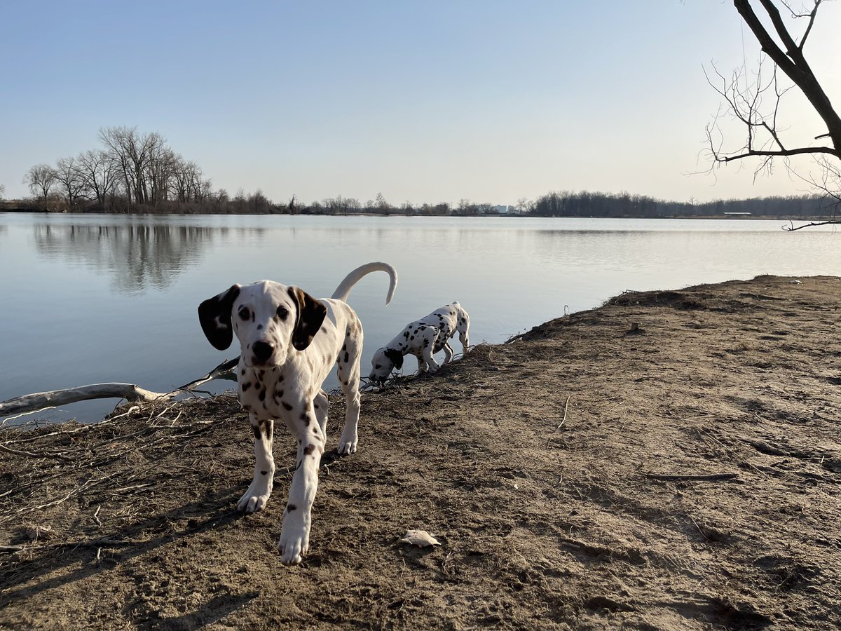 GrantHermes's tweet photo. Everyone this is Hooch! He went missing last night in Downtown Detroit around Washington and Grand River. He’s got more brown spots than black. He’s very friendly but might be a little scared by now. If you see him DM me! https://t.co/rFmiTkKKtx