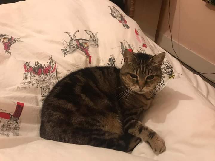 cushionpen8's tweet photo. @petsreunited please retweet lost my beautiful tabby cat tabither went missing few days ago 26 maderia avenue Worthing Sussex Bn11 2au please retweet so I can her found https://t.co/9hBrwY6StN