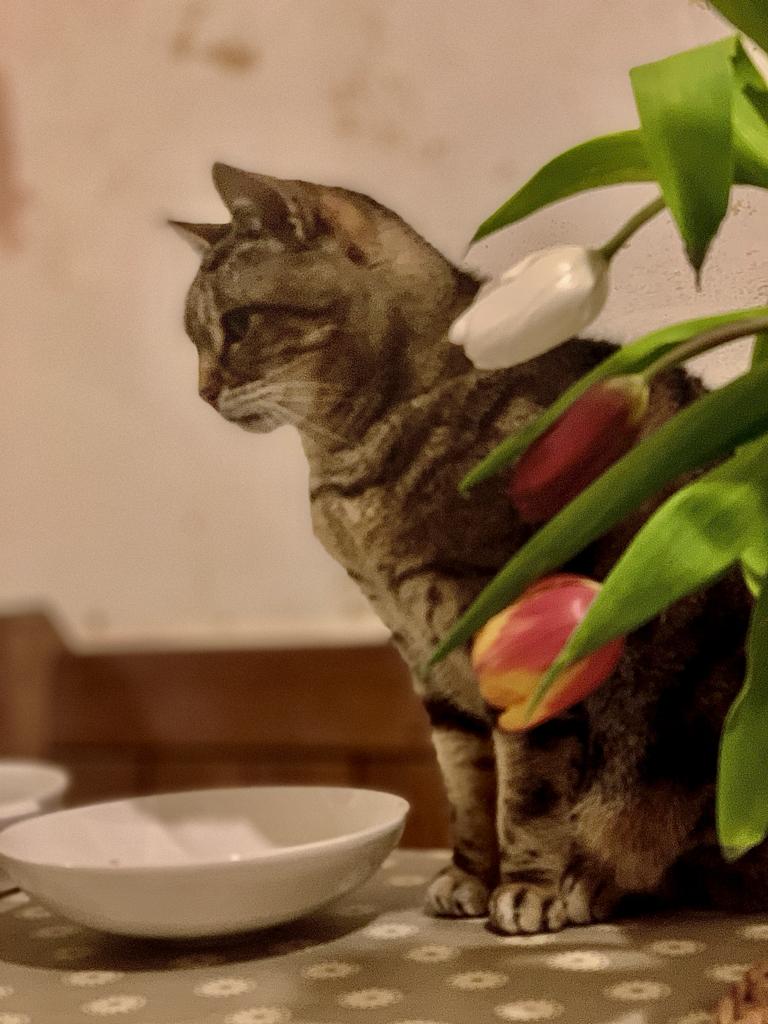 cushionpen8's tweet photo. @petsreunited please retweet lost my beautiful tabby cat tabither went missing few days ago 26 maderia avenue Worthing Sussex Bn11 2au please retweet so I can her found https://t.co/9hBrwY6StN