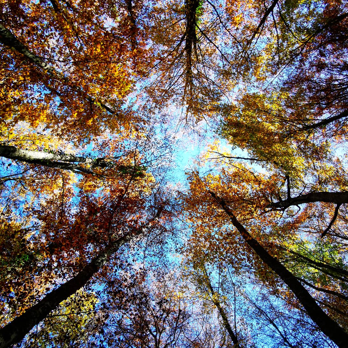 Il 21 marzo è la Giornata internazionale delle Foreste.
🌱Data istituita dall'ONU per accrescere la consapevolezza del valore dei polmoni della Terra e dei pericoli della deforestazione.
La superficie forestale molisana, è di oltre 150k ettari,quasi il 33% del totale
#molise