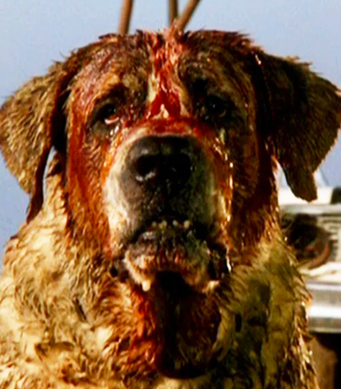TheFNVS's tweet photo. What are your five words? What do you want to see us review?

#cujo #horror #stephenking #review #fnvs #thefridaynightvideostore #fridaynightvideostore #filmmaking #movies #filmproduction #indiefilm #film #filmmaker #filmproductioncompany https://t.co/QMfmGXYNrD
