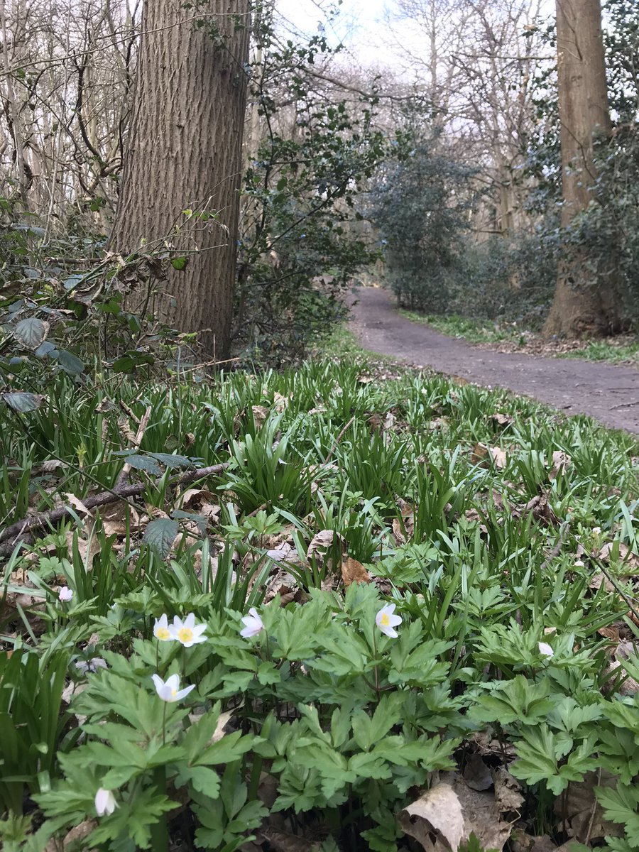 RuthKnight150's tweet photo. Wood anemones at @lesnes_abbey today #SpringEquinox ish better late than never #2nddayofspring https://t.co/qCuSl3RhTN