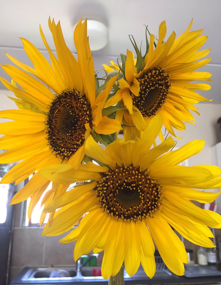 Gladys_Mutele's tweet photo. Beautiful flowers from a beautiful husband 🌻 @Chipa_the_ONE #Sunflowers https://t.co/wZiUBojqdP