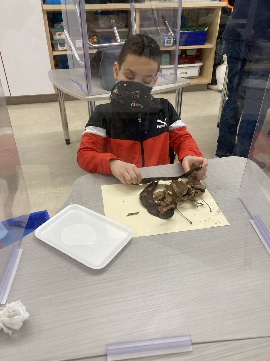 mrskullas's tweet photo. Collecting items and making a bird nest. @MulcaheySchool @Taunton_Schools @MysterySci https://t.co/l4YPTCKOWS