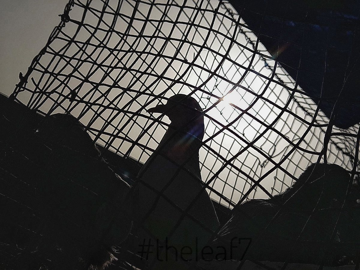 rav_pawra's tweet photo. "...And then, I have Nature and Art and Poetry, and if that is not Enough, What is Enough? " #QuoteVia~ #vincentvangogh #theleaf7 #ravpawra #photography #blackandwhite #thecagedbird #pigeon #cage #sun #hopetofly #letthemfly #meanttofly #requiresky #freedomtofly #freethem https://t.co/VDyhtByu6e