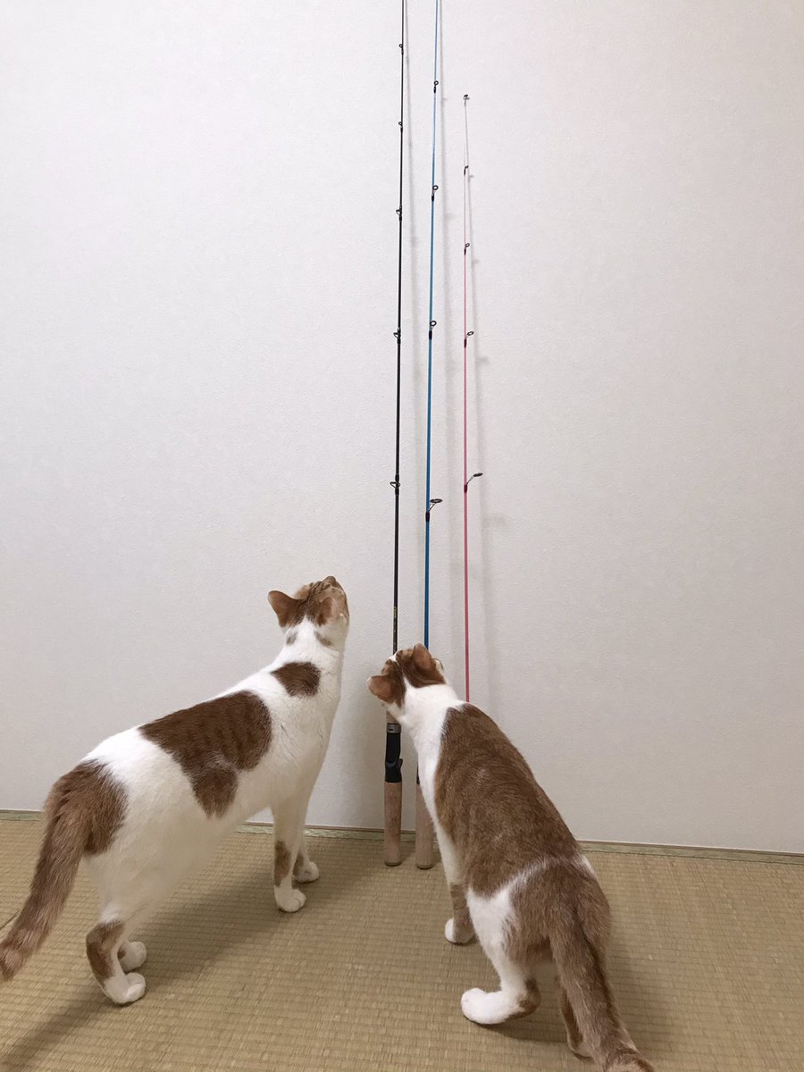 NekoWall's tweet photo. 鱒レンジャーで一日中、釣りしたい。（←この後、CT40買い足した）
#鱒レンジャー #鱒レンジャーnext #鱒レンジャー改 #sp50 #sp40 #ct50 #ct40 https://t.co/tHoDvoe7tx